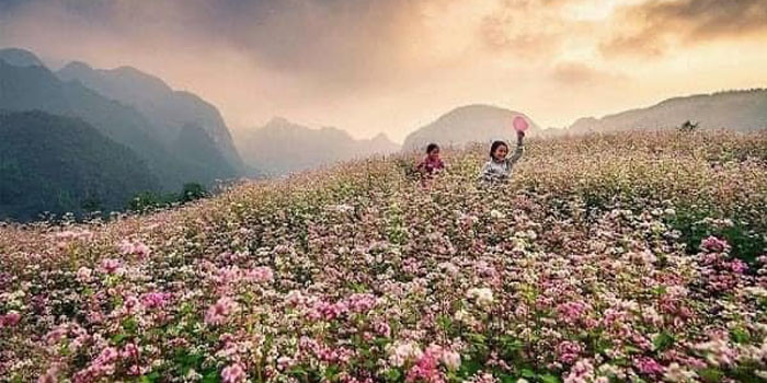 Những điểm ngắm hoa tam giác mạch siêu đẹp ở Hà Giang 1
